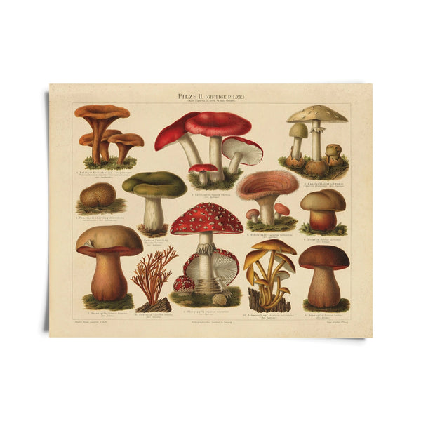 curious prints mushroom Pilze Mushrooms german botanical antique reproduction cottagecore art wall decor