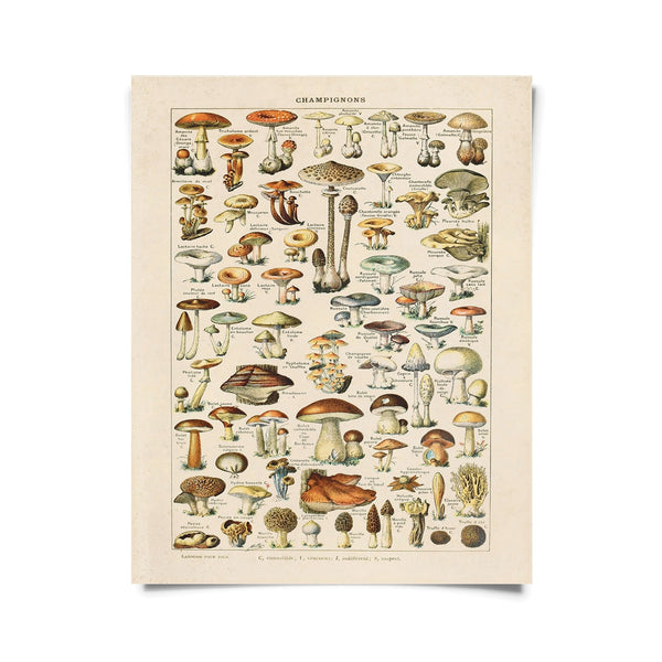 champignons mushroom antique botanical print reproduction wall decor art specimens